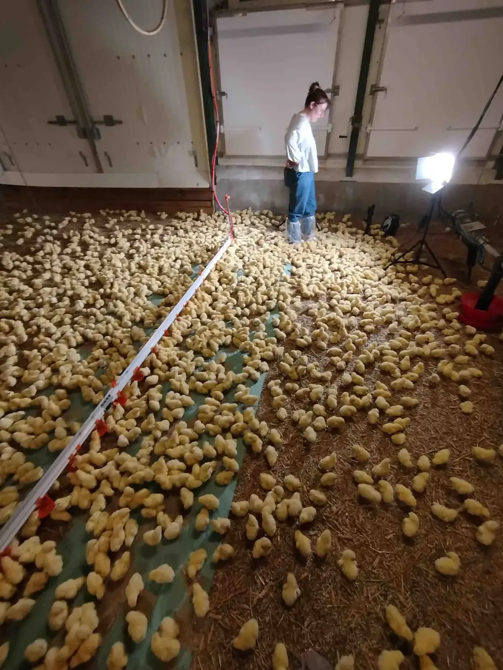 Projection en environnement événementiel